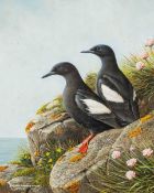 RALPH WATERHOUSE (b.1943) gouache - Guillemots, signed 25 x 20cms