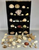 WALL CABINET, enclosing four shelves containing exotic shells, 76 (h) x 51 (w) x 13cms (d)
