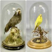 TAXIDERMY AFRICAN GREY PARROT, late 19th century, beneath period circular glass dome, on ebonised