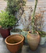 SIX STONEWARE GARDEN PLANTERS, with contents Provenance: private collection Ynys Môn