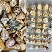 INTERESTING COLLECTION OF SEASHELLS from Fiji and The Philippines Provenance: private collection