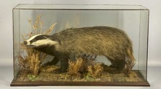 TAXIDERMY STANDING BADGER, in naturalistic setting, glazed case, 48 (h) x 84 (w) x 34cms (d)