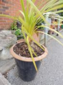 PROBABLE YUCCA TYPE PLANT IN BLUE GLAZED TERRACOTTA POT Provenance: private collection Cheshire