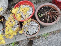 TWO POTTED ACERS & TWO OTHER POTTED PLANTS (4) Provenance: private collection Cheshire