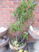 POTTED BAY TREE Provenance: private collection Cheshire
