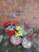 FOUR POTTED ACERS Provenance: private collection Cheshire