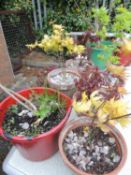 POTTED WYSTERIA & FIVE POTTED ACERS (6) Provenance: private collection Cheshire