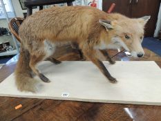 TAXIDERMY FOX, on wooden base, 91cms (w)