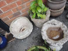 PLANTED LAUREL BUSH in a reconstituted stone jardiniere, scallop form bird bath, and a further