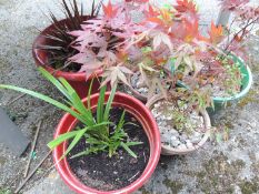 THREE POTTED ACERS & TWO OTHER POTTED PLANTS (5) Provenance: private collection Cheshire