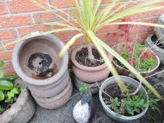 WOODEN TUB POTTED ACER, further potted plant, five stoneware jardinieres, one potted with a plant,
