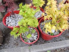 FIVE POTTED ACERS Provenance: private collection Cheshire