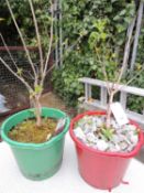 POTTED LILAC BUSH and another potted bush Syringa (banner of Lenin) Provenance: private collection
