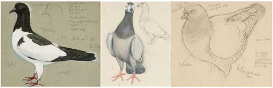 ‡ CHARLES FREDERICK TUNNICLIFFE OBE RA mixed media - coloured sketch of a pigeon with annotations,