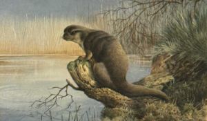 ‡ DAVID JOHNSTON watercolour and gouache - otter at a lakeside, signed and dated 1977, 24 x 36cms