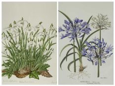 ‡ JOAN PONTIN (British, contemporary) two watercolours - entitled 'Agapanthus (African Lily) -