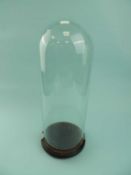 TALL GLASS DOME ON CIRCULAR STAINED WOODEN BASE, 45cms (h) Provenance: private collection Conwy