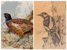 ‡ G. L. GRANDY (20th century) watercolour - cock pheasant, signed and dated 1980, Boydell