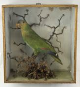 VICTORIAN CASED AMAZONIAN GREEN PARROT, 38 x 35.5cms Provenance: deceased estate Gwynedd