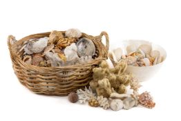 COLLECTION OF SEASHELLS & CORALS, including cowrie shells, conch shells, snail shells, abalone