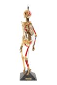 TEACHING MODEL ANATOMICAL HUMAN SKELETON, c. 1950s, by Educational & Scientific Plastics LTd,