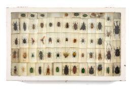 COLLECTION OF EXOTIC INSECT SPECIMENS, set in resin blocks, approx. 55 in total, presented in