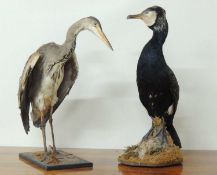 TAXIDERMY: GREY HERON & CORMORANT, 68 (h) and 73cms (h) respectively (2) Provenance: The