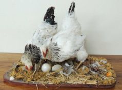 TAXIDERMY: INTERESTING GROUP OF DOMESTIC CHICKENS, on a bed of hardstone and domestic eggs, 59cms (