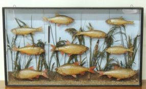 TAXIDERMY: VICTORIAN CASED SHOAL OF ROACH, 107 x 61cms Provenance: The collection of Philip