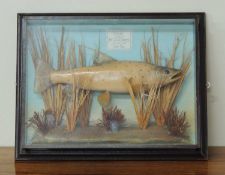 REPRODUCTION PAINTED RESIN MODEL OF A CASED BROWN TROUT, 44 (h) x 57cms (w) Provenance: The