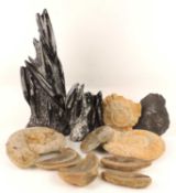 SMALL SELECTION OF FOSSILS including partial snake, fish, ammonites and polished Orthoceras