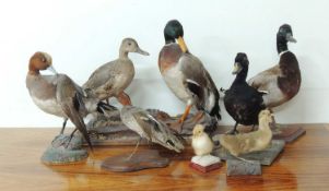 TAXIDERMY: PAIR OF MALLARD DUCKS, together with a Wigeon, flying Teal, another Mallard drake, Common