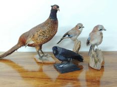 TAXIDERMY: RING-NECKED PHEASANT, together with two Jays and a Jackdaw (4) Provenance: The collection