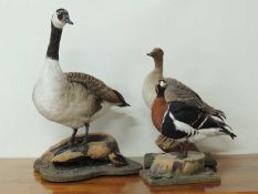 TAXIDERMY: CANADA GOOSE, 68cms (h); Pink-footed goose, 52cms (h); and Red-breasted goose, 39cms (