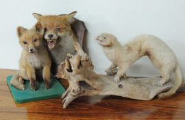 TAXIDERMY: FOX MASK, mounted on a wooden shield, 30cms (h); together with a fox cub and ferret (3)