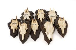 NATURAL HISTORY CLUB HOUSE: ROE DEER ANTLER SKULL MOUNTS, all on wooden shields, some dated,