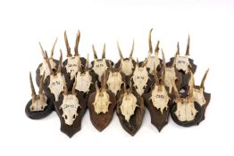 NATURAL HISTORY CLUB HOUSE: ROE DEER ANTLER SKULL MOUNTS, all on wooden shields, some dated,