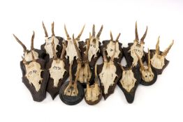 NATURAL HISTORY CLUB HOUSE: ROE DEER ANTLER SKULL MOUNTS, all on wooden shields, some dated,