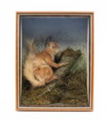 NATURAL HISTORY CLUB HOUSE: TAXIDERMY RED SQUIRREL (Sciurus vulgaris), cased and glazed. Provenance:
