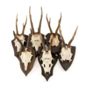 NATURAL HISTORY CLUB HOUSE: ROE DEER ANTLER SKULL MOUNTS, all shield mounted, some dated, likely