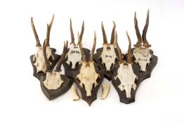 NATURAL HISTORY CLUB HOUSE: ROE DEER ANTLER SKULL MOUNTS, all on wooden shields, some dated,