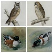 ‡ ALEXANDER FRANCIS LYDON (British, 1836-1917) pair of hand-coloured lithographs - 'Long-eared