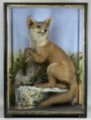 TAXIDERMY YOUNG FOX WITH THRUSH PREY, in glazed case with naturalistic setting, manner of