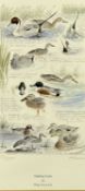 ‡ PHILIP SNOW (British, b. 1947) limited edition (73/600) print - entitled 'Dabbling Ducks',