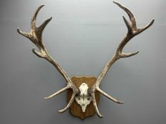 RED DEER ANTLERS, cranium mounted, on oak shield, 12 points, 103 x 75cms Provenance: private