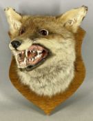 TAXIDERMY FOX MASK, modelled snarling, mounted on an oak shield Provenance: deceased estate Conwy