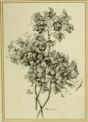 ‡ HILARY BUCKLEY pencil sketch - entitled verso 'Hydrangea in Winter', signed lower right, 32 x 22.