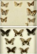 TAXIDERMY: 15 LARGE EXOTIC BUTTERFLIES, contained in two display cases Provenance: deceased estate