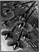 COLIN SEE-PAYNTON (b. 1946) wood engraving - 'Zephyr of Long-Tailed Titmice II', signed, 20 x