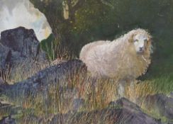 MALCOLM EDWARDS (b. 1934) watercolour - untitled (sheep amongst rocks), 15 x 22cms